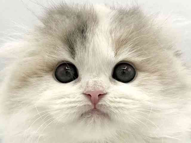 大阪府のスコティッシュフォールド (ひごペットフレンドリーららぽーとEXPOCITY店/2025年11月23日生まれ/女の子/ブルーパッチドタビーホワイト)の子猫の1枚目の画像