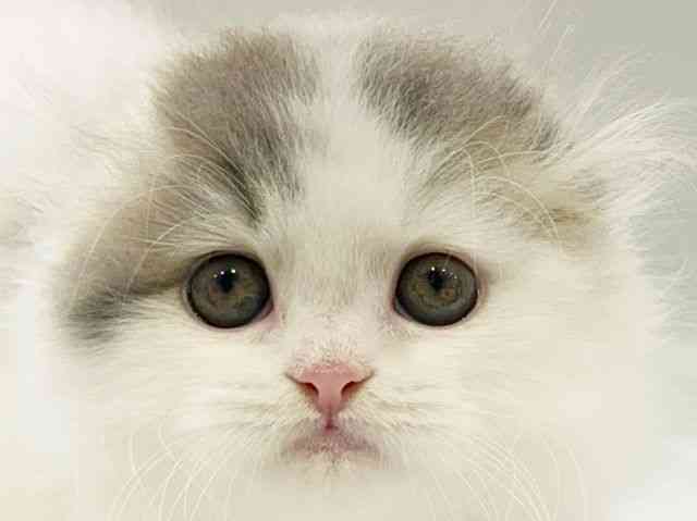 大阪府のスコティッシュフォールド (ひごペットフレンドリーイオンタウン豊中庄内店/2025年11月23日生まれ/男の子/ブルータビーホワイト)の子猫