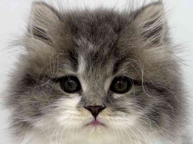 大阪府のスコティッシュフォールド (ひごペットフレンドリーベルファⅡ都島店/2025年11月23日生まれ/男の子/ブルータビーホワイト)の子猫の1枚目の画像