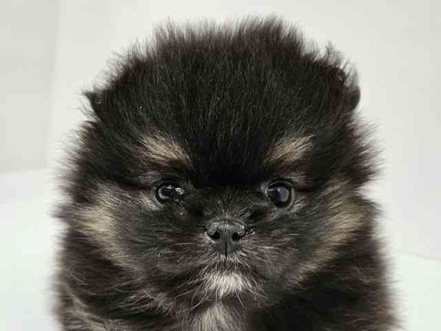 愛知県のポメズー/ポメシーズ(ポメラニアン×シーズー) (ひごペットフレンドリーイトーヨーカドー知多店/2025年11月30日生まれ/女の子/ブラック)の子犬の1枚目の画像