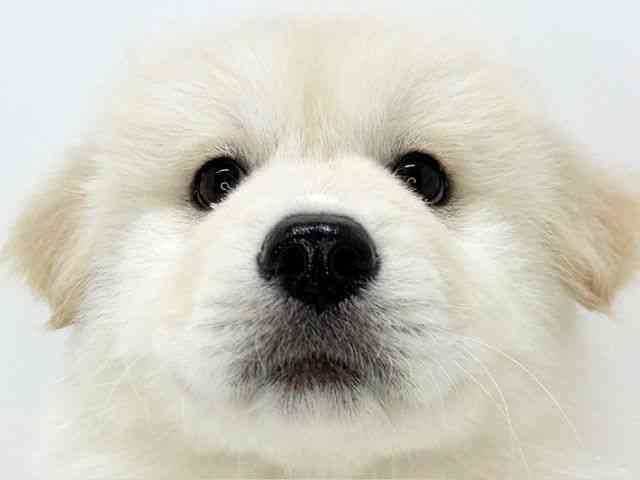 大阪府のハーフ犬・ミックス犬 (ひごペットフレンドリーいこらもーる泉佐野店/2025年11月29日生まれ/女の子/クリーム)の子犬の1枚目の画像