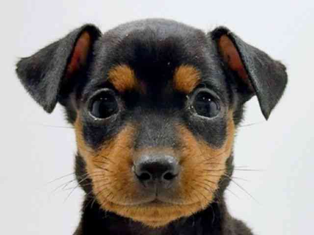 広島県のミニチュアピンシャー (ひごペットフレンドリーフジグラン神辺店/2025年11月29日生まれ/女の子/ブラックタン)の子犬の1枚目の画像