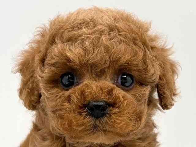 奈良県のトイプードル(トイ) (ひごペットフレンドリー田原本店/2025年11月25日生まれ/女の子/レッド)の子犬の1枚目の画像