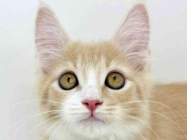 大阪府のメインクーン (ひごペットフレンドリーいこらもーる泉佐野店/2025年11月30日生まれ/男の子/クリームタビーホワイト)の子猫の1枚目の画像