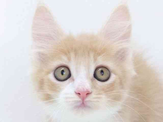 大阪府のメインクーン (ひごペットフレンドリーいこらもーる泉佐野店/2025年11月30日生まれ/男の子/クリームタビーホワイト)の子猫