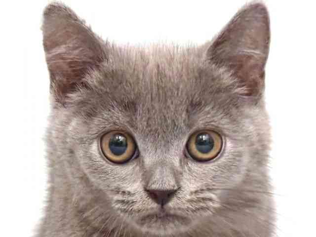 大阪府のブリティッシュショートヘアー (ひごペットフレンドリー岸和田店/2025年11月29日生まれ/男の子/ブルー)の子猫の1枚目の画像