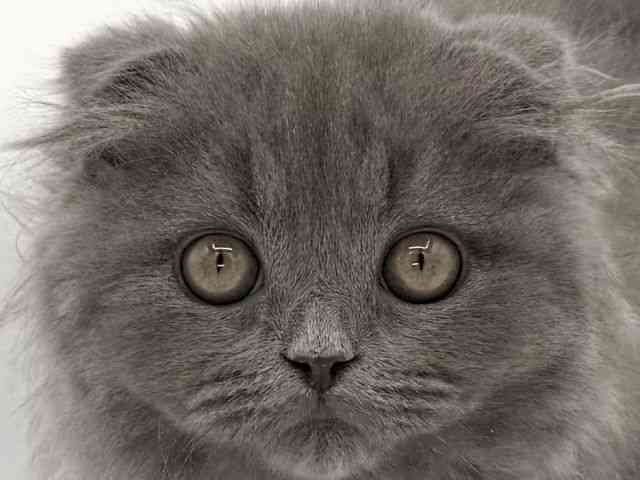 大阪府のスコティッシュフォールド (ひごペットフレンドリーイオンそよら海老江店/2025年11月15日生まれ/女の子/ブルー)の子猫の1枚目の画像