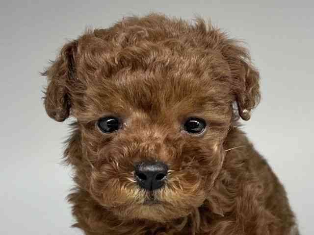 徳島県のトイプードル(トイ) (ひごペットフレンドリーゆめタウン徳島店/2025年11月30日生まれ/女の子/レッド)の子犬