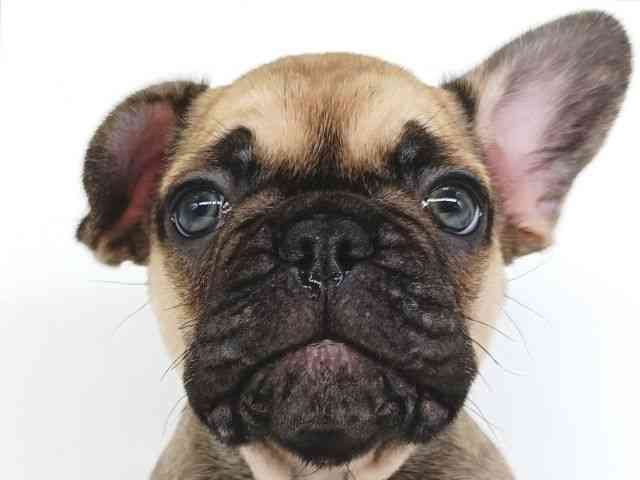 大阪府のフレンチブルドッグ (ひごペットフレンドリー泉ヶ丘店/2025年11月28日生まれ/男の子/フォーンブラックマスク)の子犬の1枚目の画像
