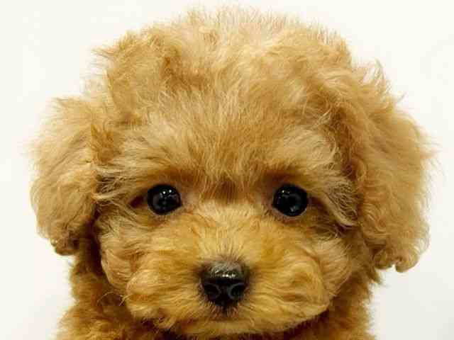 大阪府のトイプードル(トイ) (ひごペットフレンドリーイオンタウン豊中庄内店/2025年11月30日生まれ/男の子/レッド)の子犬の1枚目の画像