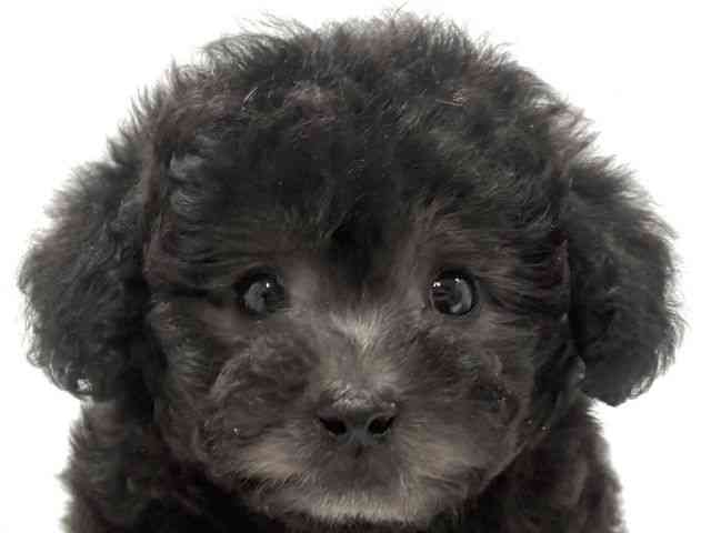 京都府のトイプードル(トイ) (ひごペットフレンドリー京都店/2025年11月30日生まれ/男の子/シルバー)の子犬の1枚目の画像