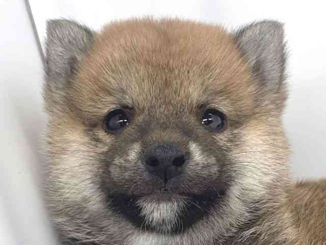 兵庫県の柴犬(標準サイズ) (ひごペットフレンドリーイオンタウン加古川店/2025年12月1日生まれ/男の子/赤)の子犬