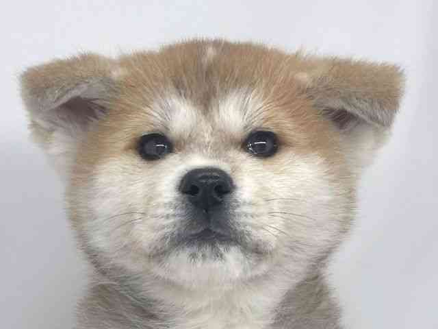 兵庫県の秋田犬 (ひごペットフレンドリーイオンタウン加古川店/2025年11月30日生まれ/女の子/赤)の子犬の1枚目の画像