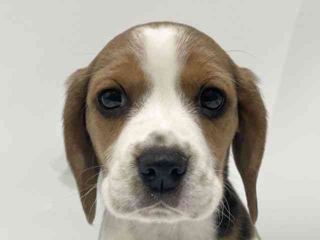 愛知県のビーグル (ひごペットフレンドリーヴィアモール アピタ江南西店/2025年11月27日生まれ/女の子/ブラックタンホワイト)の子犬の1枚目の画像