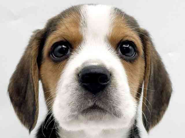 奈良県のビーグル (ひごペットフレンドリートナリエ大和高田店/2025年11月27日生まれ/男の子/ブラックタンホワイト)の子犬の1枚目の画像