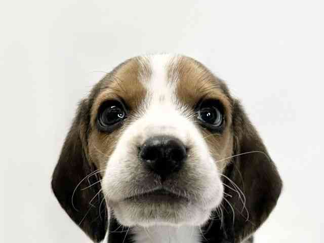 愛媛県のビーグル (ひごペットフレンドリーイオンモール今治新都市店/2025年11月27日生まれ/男の子/ブラックタンホワイト)の子犬の1枚目の画像