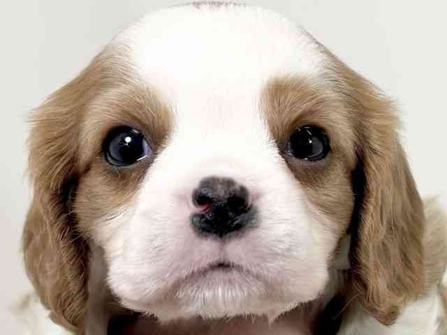 京都府のキャバリアキングチャールズスパニエル (ひごペットフレンドリーイズミヤショッピングセンター八幡店/2025年12月1日生まれ/男の子/ブレンハイム)の子犬の1枚目の画像