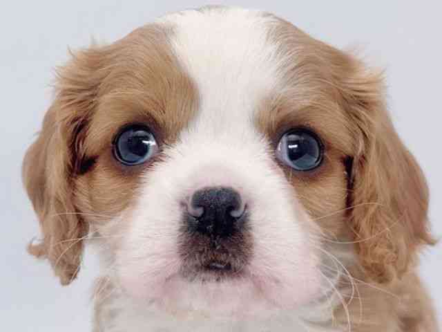 大阪府のキャバリアキングチャールズスパニエル (ひごペットフレンドリーイズミヤショッピングセンター千里丘店/2025年12月1日生まれ/男の子/ブレンハイム)の子犬