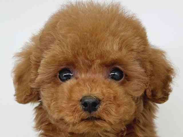 大阪府のトイプードル(トイ) (ひごペットフレンドリー瓜破店/2025年11月27日生まれ/男の子/レッド)の子犬の1枚目の画像