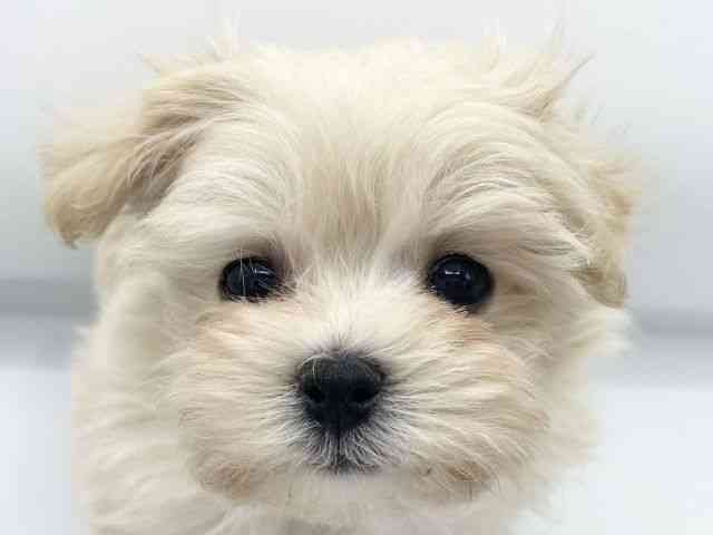 大阪府のマルプー(マルチーズ×プードル) (ひごペットフレンドリーららぽーとEXPOCITY店/2025年12月1日生まれ/女の子/クリーム)の子犬の1枚目の画像