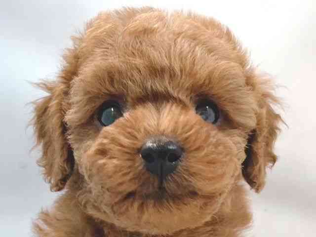 大阪府のトイプードル(トイ) (ひごペットフレンドリー堺プラットプラット店/2025年11月28日生まれ/男の子/アプリコット)の子犬の1枚目の画像