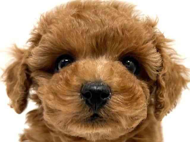 大阪府のトイプードル(トイ) (ひごペットフレンドリーイオン高槻店/2025年11月28日生まれ/男の子/アプリコット)の子犬の1枚目の画像