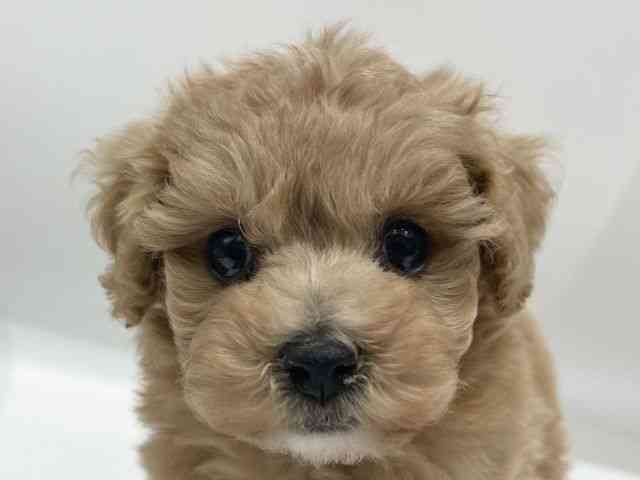 愛知県のビションプー(ビションフリーゼ×プードル) (ひごペットフレンドリーヴィアモール アピタ江南西店/2025年11月30日生まれ/男の子/アプリコット)の子犬の1枚目の画像