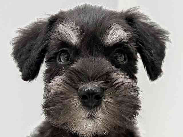 奈良県のミニチュアシュナウザー (ひごペットフレンドリーイオンモール橿原ウエスト・ビレッジ店/2025年11月30日生まれ/男の子/ブラックシルバー)の子犬の1枚目の画像