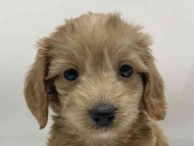 愛知県のダップー(ダックス×プードル) (ひごペットフレンドリーヴィアモール アピタ江南西店/2025年11月30日生まれ/女の子/アプリコットホワイト)の子犬の1枚目の画像