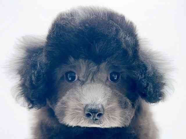 広島県のトイプードル(トイ) (ひごペットフレンドリーフジグラン神辺店/2025年12月1日生まれ/女の子/シルバー)の子犬の1枚目の画像