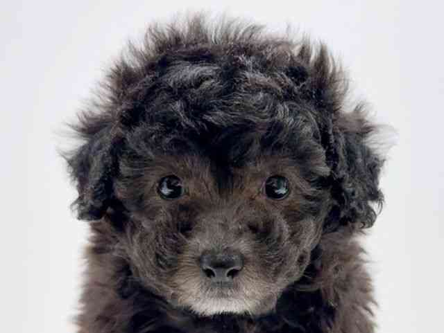 広島県のトイプードル(トイ) (ひごペットフレンドリーフジグラン神辺店/2025年12月1日生まれ/女の子/シルバー)の子犬の1枚目の画像