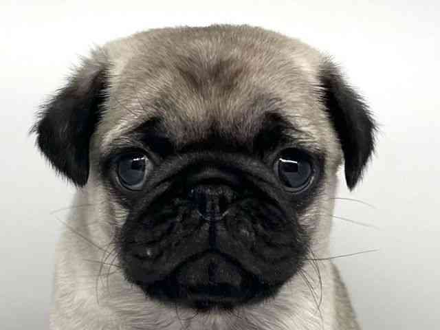 徳島県のパグ (ひごペットフレンドリーゆめタウン徳島店/2025年12月1日生まれ/男の子/フォーン)の子犬の1枚目の画像