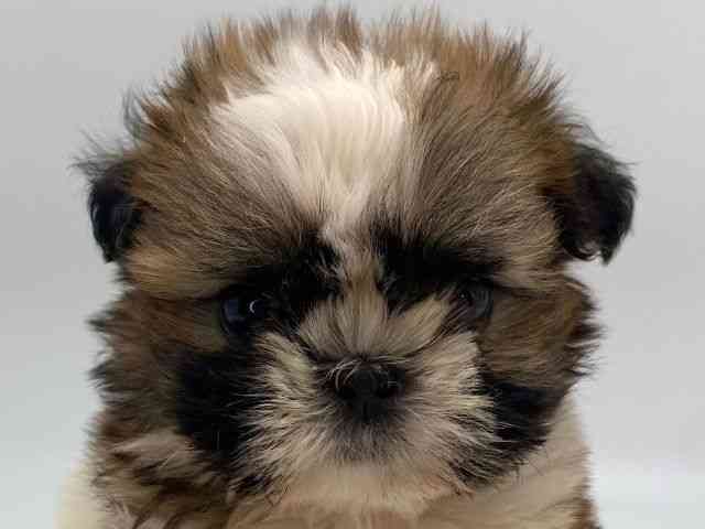 島根県のシーズー (ひごペットフレンドリーイオンモール出雲店/2025年11月28日生まれ/男の子/ゴールドホワイト)の子犬の1枚目の画像