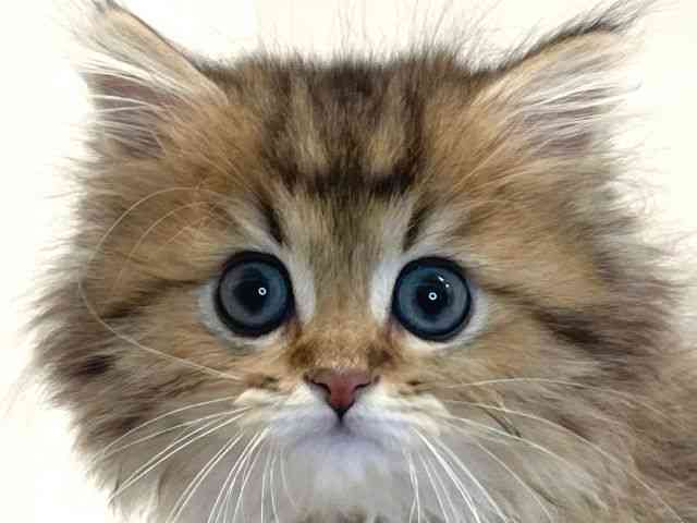 兵庫県のペルシャ (ひごペットフレンドリーイトーヨーカドー明石店/2025年11月20日生まれ/男の子/チンチラゴールデン)の子猫の1枚目の画像