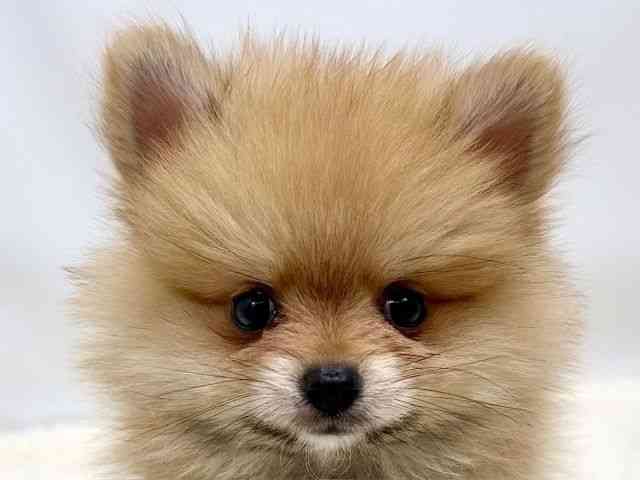 広島県のポメラニアン (ひごペットフレンドリーゆめタウン廿日市店/2025年12月1日生まれ/男の子/オレンジ)の子犬の1枚目の画像