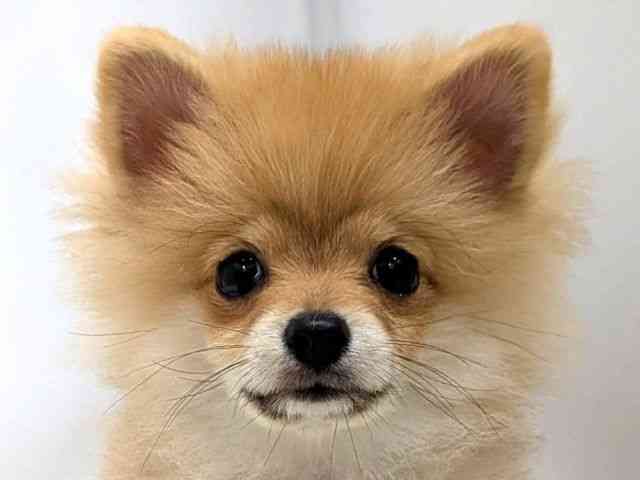 広島県のポメラニアン (ひごペットフレンドリーゆめタウン廿日市店/2025年12月1日生まれ/男の子/オレンジ)の子犬の1枚目の画像