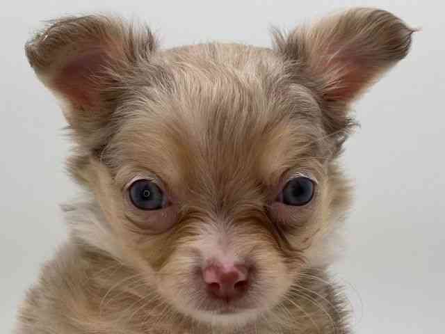 島根県のチワワ(ロング) (ひごペットフレンドリーイオンモール出雲店/2025年12月2日生まれ/男の子/チョコレートマール)の子犬の1枚目の画像