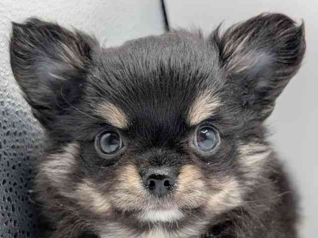 香川県のチワワ(ロング) (ひごペットフレンドリーゆめタウン高松店/2025年11月27日生まれ/男の子/ブラックホワイトタン)の子犬