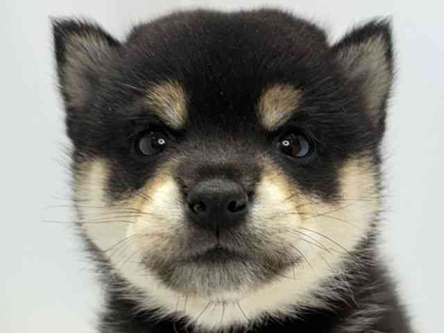 大阪府の柴犬(標準サイズ) (ひごペットフレンドリーセブンパーク天美店/2025年12月1日生まれ/男の子/黒)の子犬