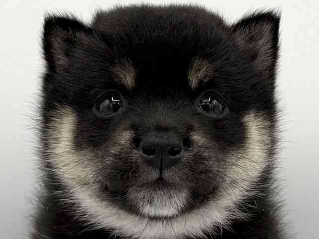 大阪府の柴犬(標準サイズ) (ひごペットフレンドリーららぽーとEXPOCITY店/2025年12月1日生まれ/女の子/黒)の子犬の1枚目の画像