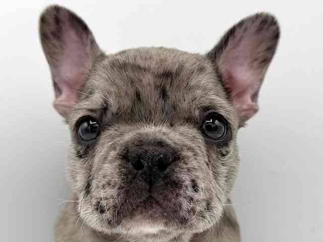 大阪府のフレンチブルドッグ (ひごペットフレンドリーららぽーとEXPOCITY店/2025年12月1日生まれ/男の子/ブルーマール)の子犬の1枚目の画像