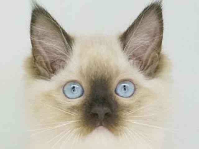 福岡県のラグドール (ひごペットフレンドリーゆめタウン筑紫野店/2025年12月2日生まれ/女の子/シールポイントミテッド)の子猫の1枚目の画像