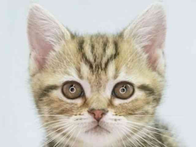 福岡県のアメリカンショートヘアー (ひごペットフレンドリーゆめタウン筑紫野店/2025年11月29日生まれ/女の子/ブラウンタビー)の子猫の1枚目の画像