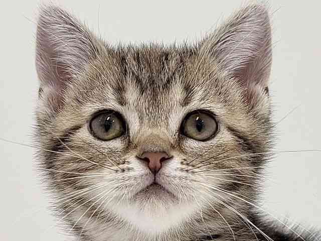 奈良県のアメリカンショートヘアー (ひごペットフレンドリーイオンモール橿原ウエスト・ビレッジ店/2025年11月29日生まれ/女の子/ブラウンタビー)の子猫の1枚目の画像