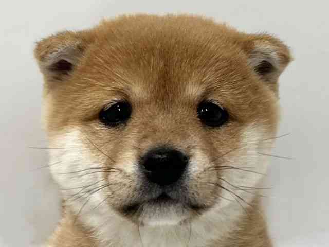 京都府の柴犬(標準サイズ) (ひごペットフレンドリー京都店/2025年12月1日生まれ/女の子/赤)の子犬の1枚目の画像