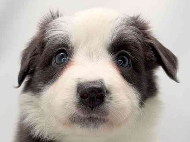 京都府のボーダーコリー (ひごペットフレンドリー洛北阪急スクエア店/2025年12月2日生まれ/女の子/ブルーホワイト)の子犬の1枚目の画像