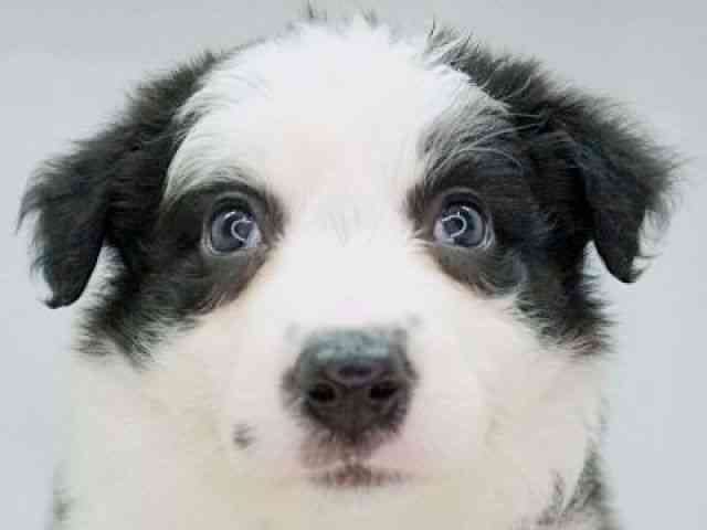 福岡県のボーダーコリー (ひごペットフレンドリーゆめタウン筑紫野店/2025年12月2日生まれ/女の子/ブラックホワイト)の子犬の1枚目の画像