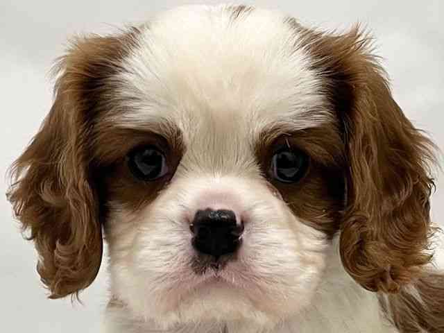 和歌山県のキャバリアキングチャールズスパニエル (ひごペットフレンドリーパームシティ和歌山店/2025年11月30日生まれ/男の子/ブレンハイム)の子犬の1枚目の画像