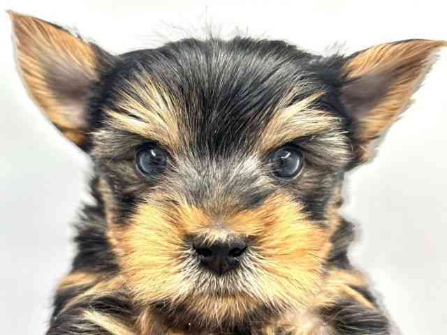 兵庫県のヨークシャーテリア (ひごペットフレンドリークラウンパーク伊丹店/2025年12月1日生まれ/男の子/スチールブルータン)の子犬