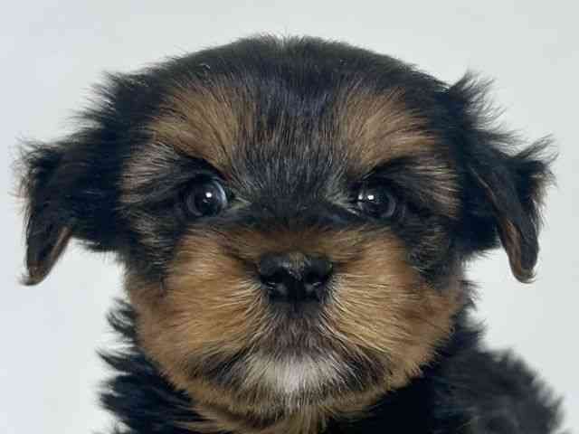 大阪府のヨークシャーテリア (ひごペットフレンドリーアクロスプラザ住之江店/2025年12月1日生まれ/男の子/スチールブルータン)の子犬の1枚目の画像